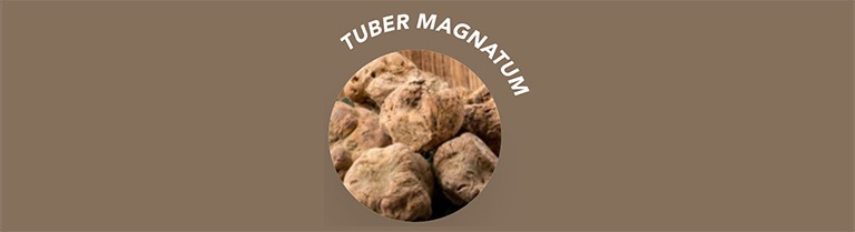 Tuber Magnatum dite BLANCHE D’ALBA