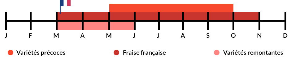 Les saisons de production de la fraise
