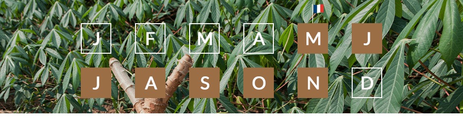 Les saisons de production du manioc
