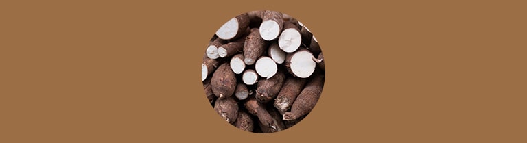 Variété de manioc - Manioc amer