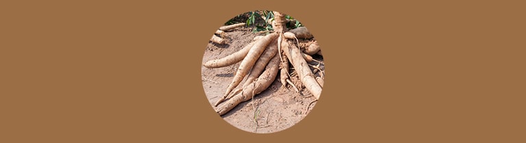 Variété de manioc - Manioc doux