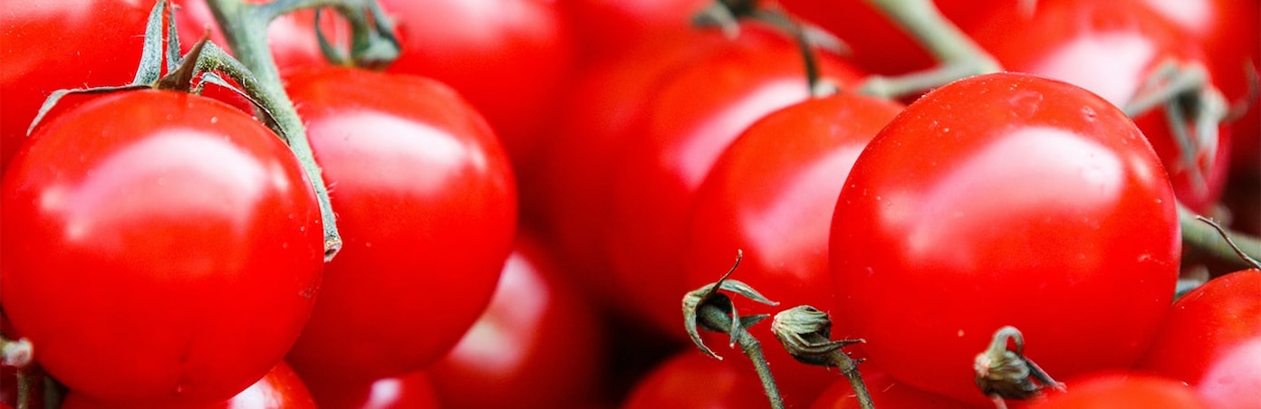 Tomates en gros plan