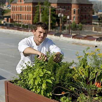 Développement durable - Homme sur une terrasse végétalisée