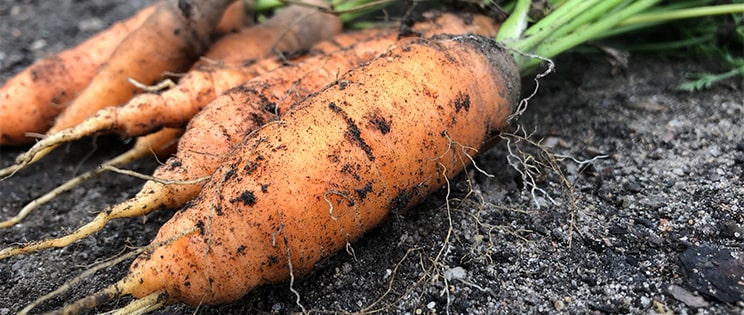 Carottes cueillies et posées sur la terre