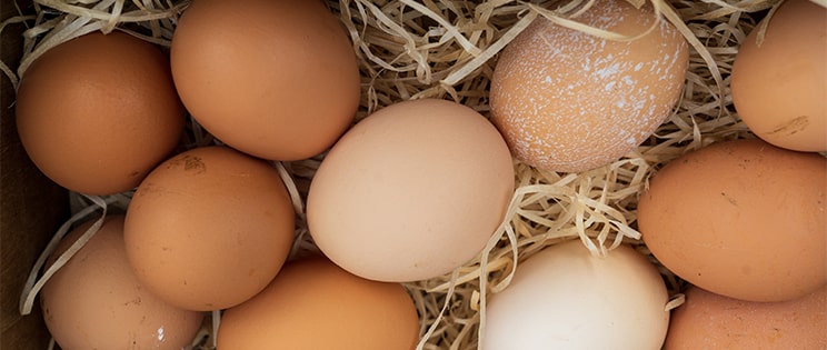 Œufs dans un panier