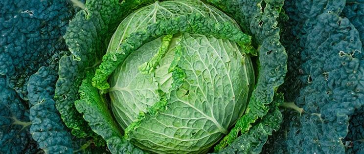 Le chou frisé