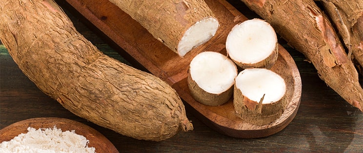 Manioc en gros plan