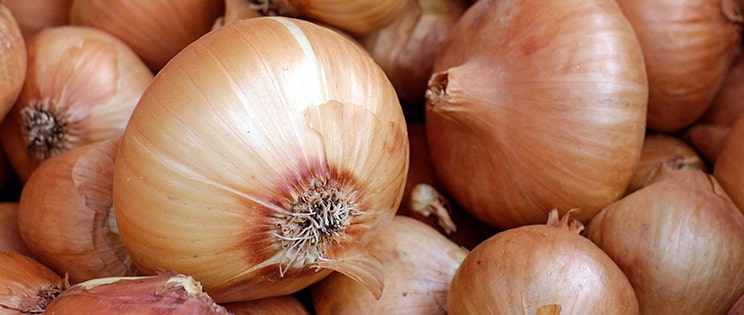 Oignons en gros plan