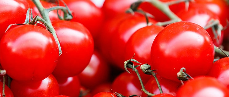 Tomates en gros plan