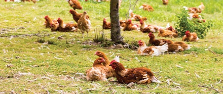 Les œufs alternatifs français