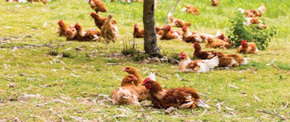 Les œufs alternatifs français