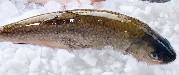 Le poisson de mer