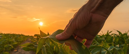 Les produits de saison