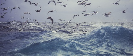 océan produits de la mer