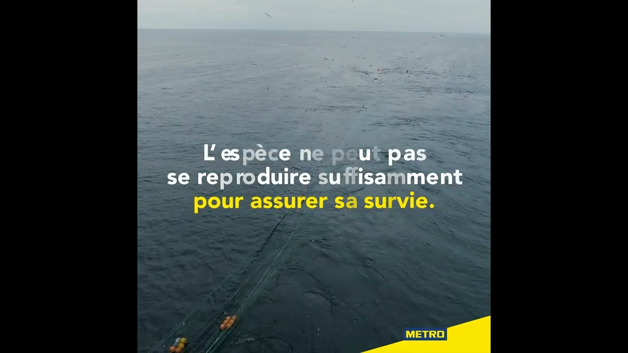 Vidéo Youtube - METRO - La protection du bar sauvage