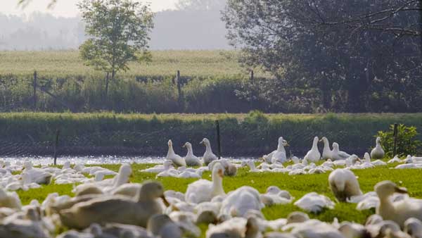 content teaser orehovec