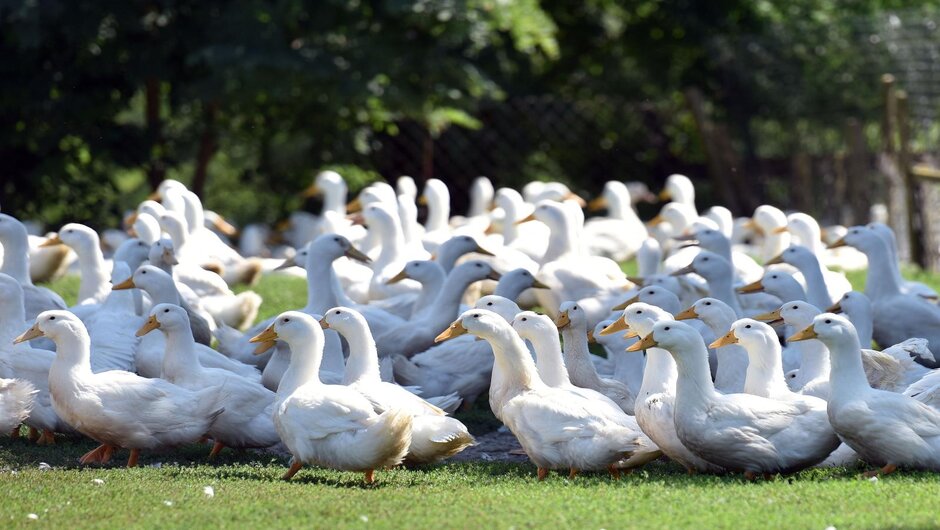 PG Orehovec 940x530_1