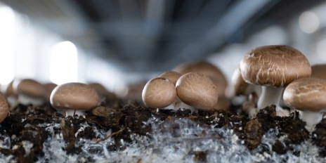 andricic gljive teaser