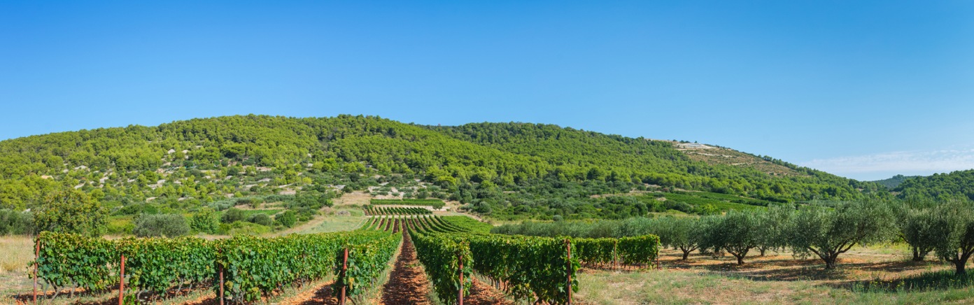 PZ Maslina i Vino