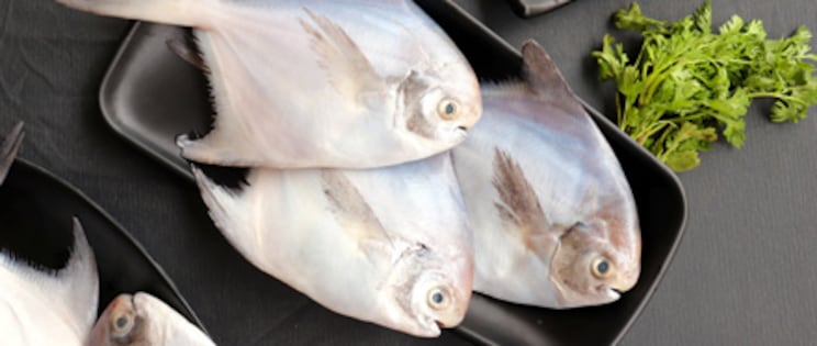 Imported White Pomfret Fish at METRO Wholesale India