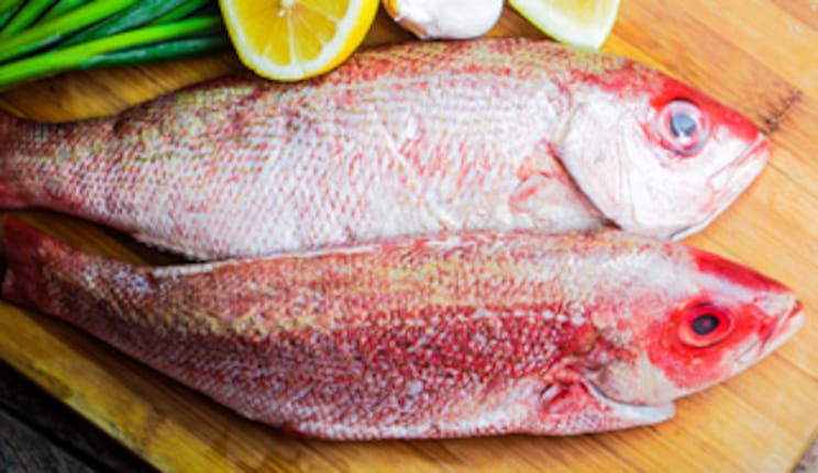 Fresh Red Snapper Fish at METRO Wholesale India