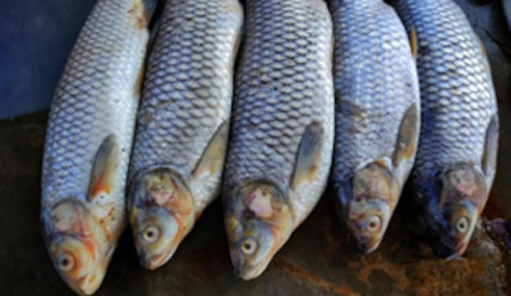 Fresh Rohu Fish at METRO Wholesale India