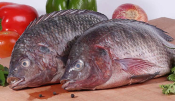 Fresh Tilapia Fish at METRO Wholesale India