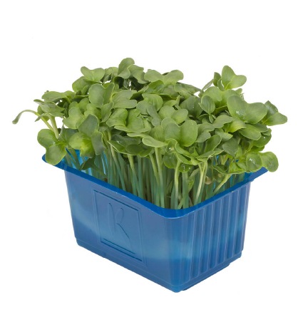 daikon cress