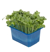 daikon cress daikon cress