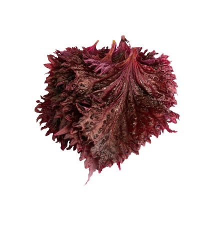 foglie di shiso porpora