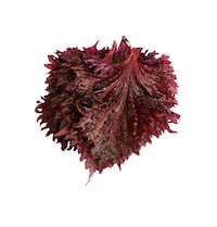 foglie di shiso porpora foglie di shiso porpora