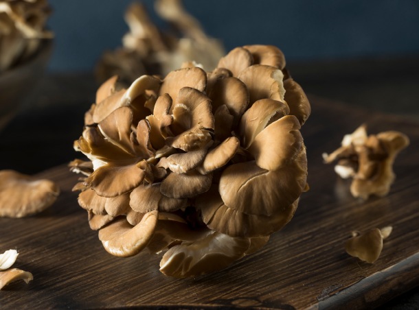 maitake grifola frondosa