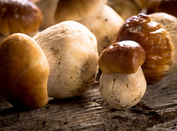 porcini
