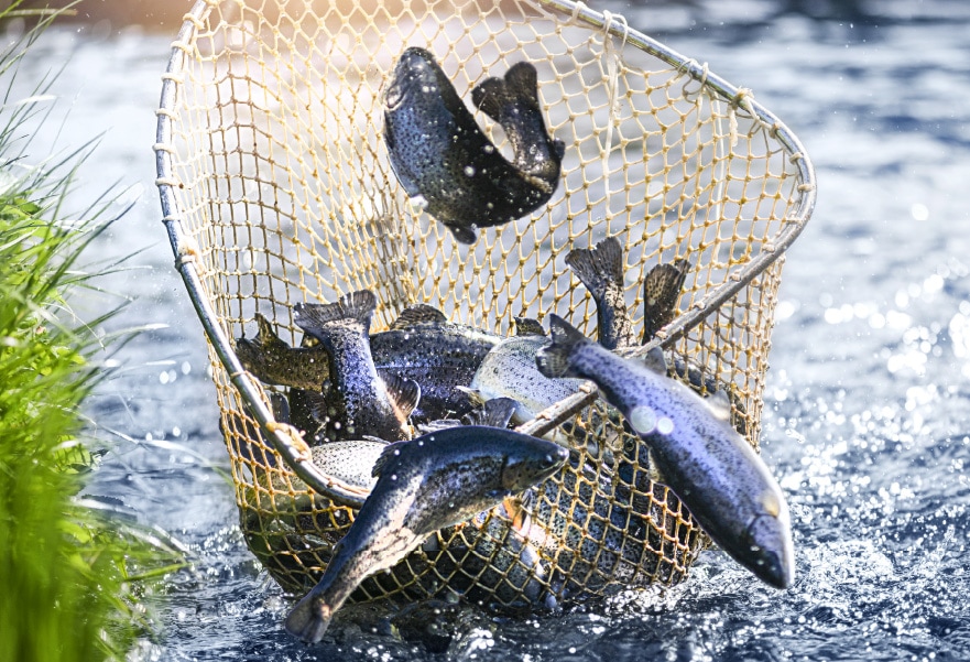 pesce fresco allevato