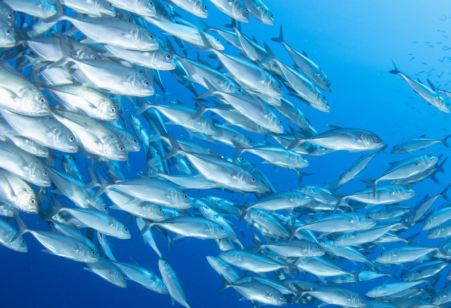 pesce fresco - pescato