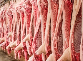 suino intero suino intero