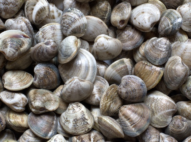 vongole