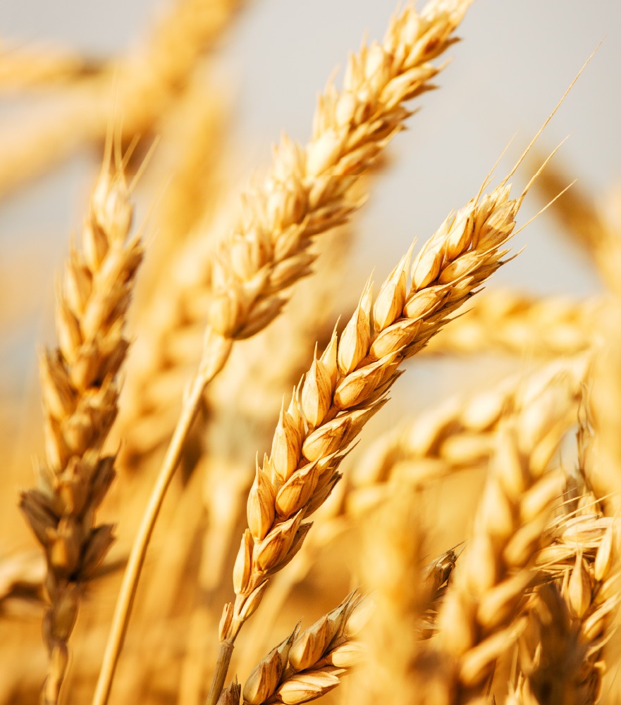 farine nazionali - welcome pack, pizzeria