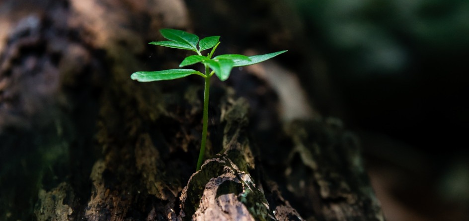 Restaurant sustainability