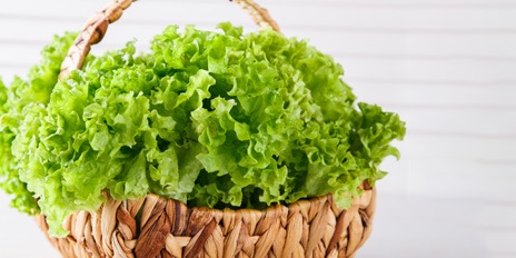 Salata Gentile proaspata