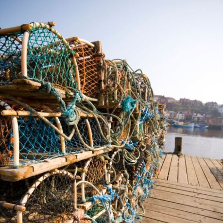 Peste de captura peste salbatic in plase peste oceanic