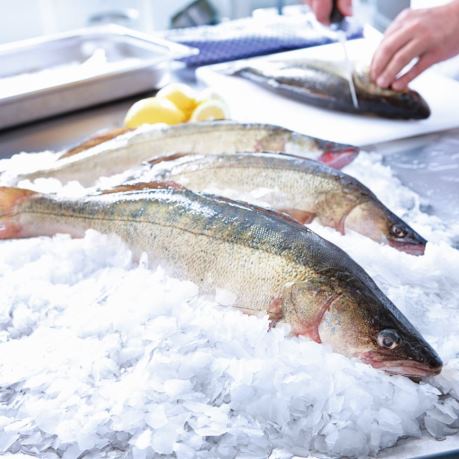 Biban peste oceani pe gheata metro