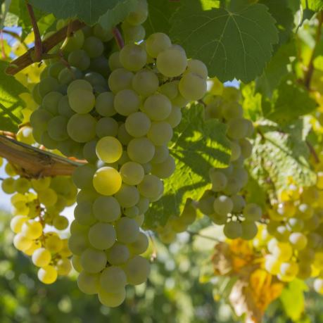 struguri din moldova pentru pinot grigio si alte vinuri albe