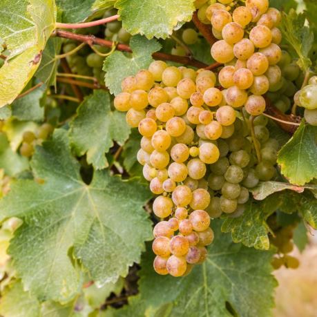 Vinuri albe din struri din moldova