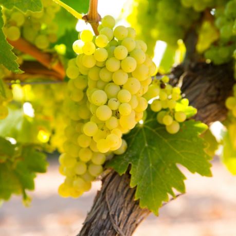 struguri de vanzare moldova albi