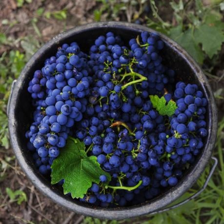Struguri din Moldova in cos pentru vinuri rosii