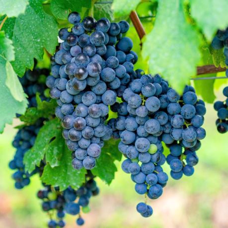 Struguri din moldova pentru vinuri rosii