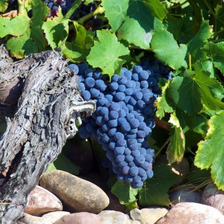 Struguri rosii din moldova pentru masa sau vinuri