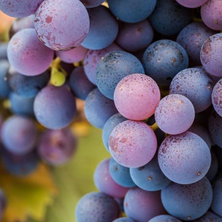 struguri din moldova preturi mici vinuri rosii bune