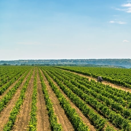 struguri din care se fac vinuri moldovenesti